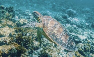 Cebu Moalboal Day Tour