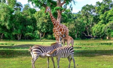 Coron Calauit Safari with Black Island Tour